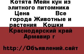 Котята Мейн-кун из элитного питомника › Цена ­ 20 000 - Все города Животные и растения » Кошки   . Краснодарский край,Армавир г.